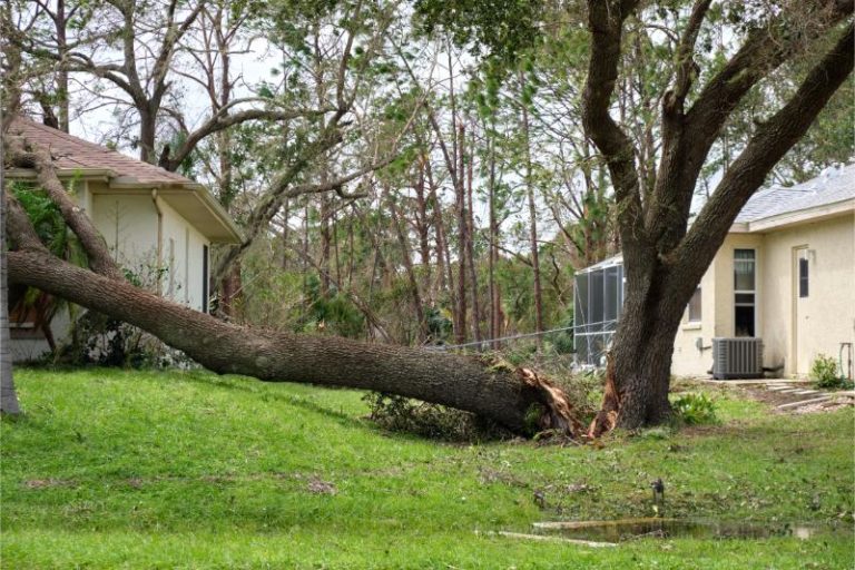 fallen down big tree after hurricane ian in florid 2023 01 06 22 18 55 utc