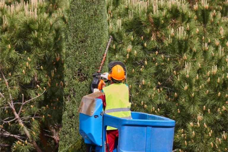 gardener pruning a cypress on a crane seasonal 2023 03 17 14 48 54 utc