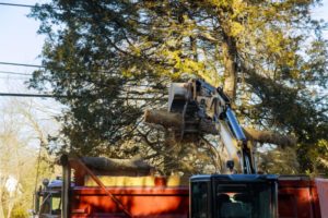 loading old sawn trees are being removed in cities 2022 11 12 11 17 51 utc